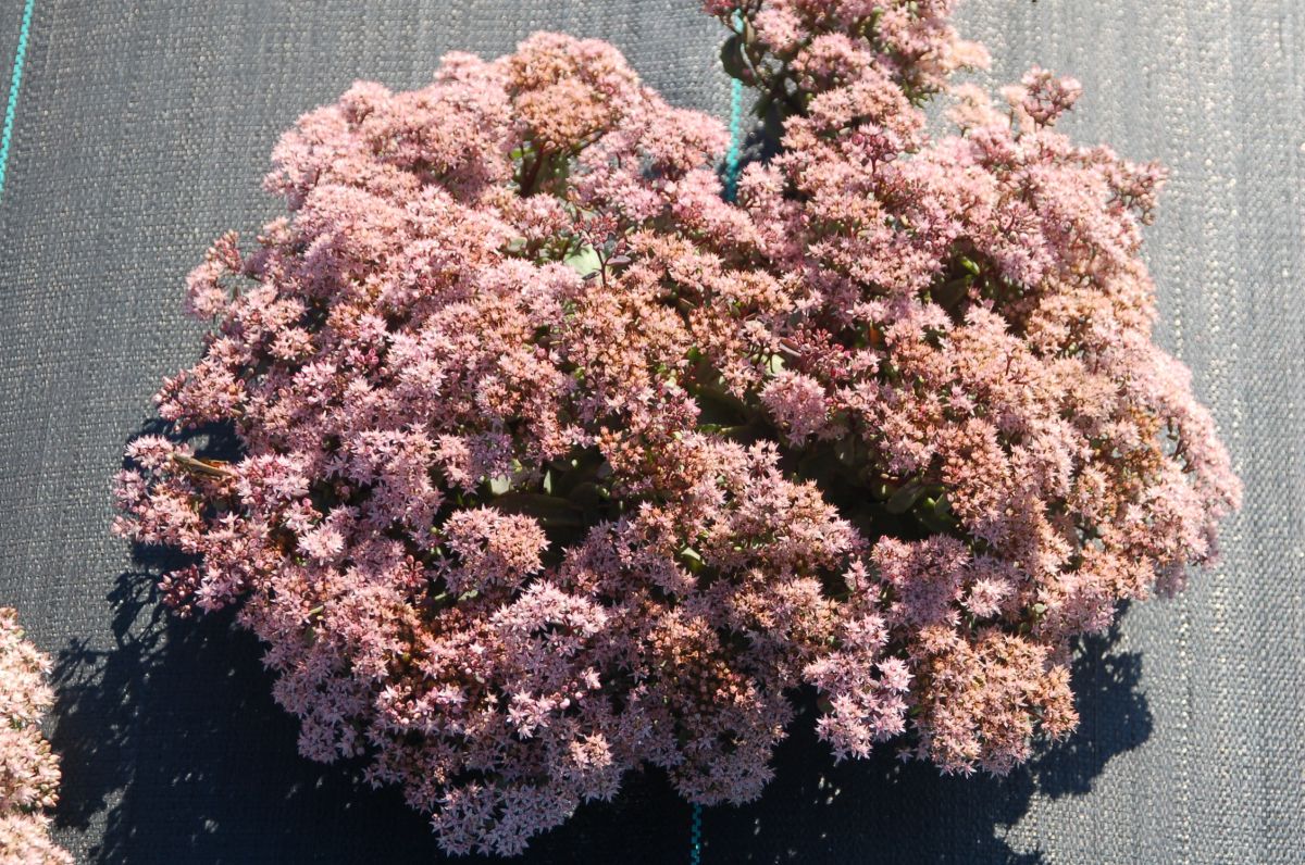Sedum 'Pure Joy'